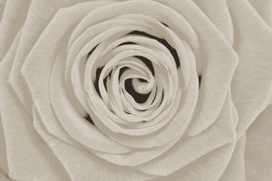 Elegante weiße Rose