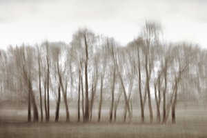 Ätherische verschwommene Bäume von Christina Sillen