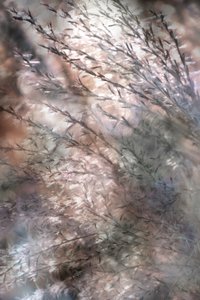 Ätherisches Fließendes Gras von Christina Sillen