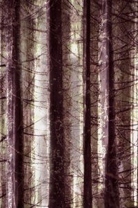 Ätherisches Waldlicht