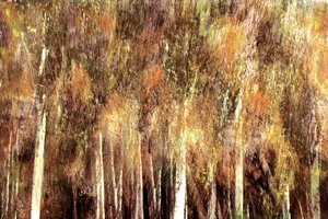 Goldener Herbstwald von Christina Sillen