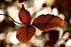 Goldene Herbstblätter von Christina Sillen