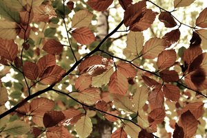 Goldene Herbstblätter von Christina Sillen