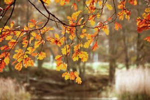 Goldene Herbst-Eichenblätter von Christina Sillen