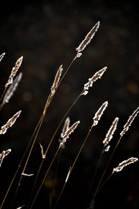 Goldenes Grasleuchten