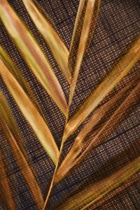 Goldene Palmblätter von Christina Sillen