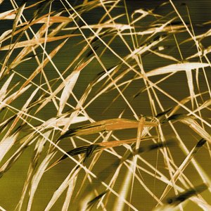 Goldene Schilfrohre Wiegen von Christina Sillen