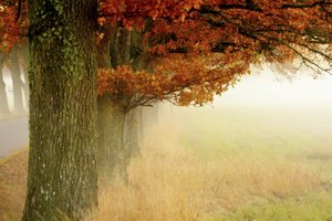 Neblige Herbstbäume