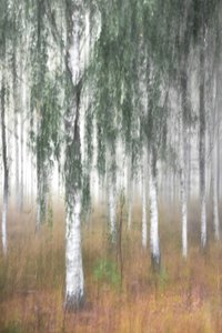 Nebliger Birkenwald von Christina Sillen