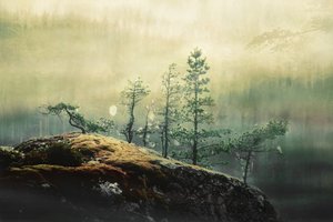 Nebelige Waldkiefern von Christina Sillen