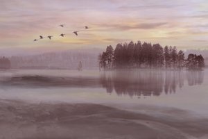 Nebliger See Vogel Flug