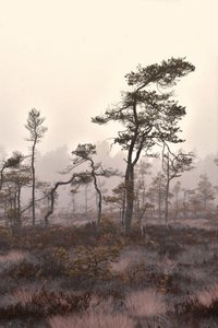 Neblige Kiefernlandschaft