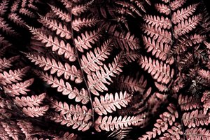 Stimmungsvolle rosa Farne von Christina Sillen