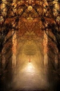 Mystischer Waldtunnel
