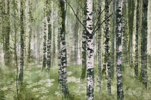 Friedlicher Birkenwald von Christina Sillen