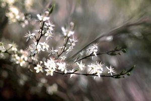 Schlehenblüte von Christina Sillen