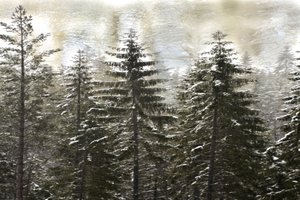 Verschneiter Winterwald von Christina Sillen