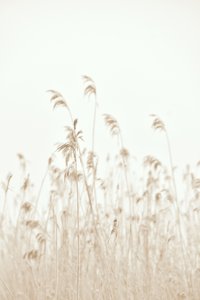 Sanft wiegende Schilfrohre von Christina Sillen