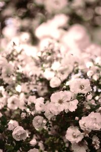 Weiche weiße Rosen von Christina Sillen