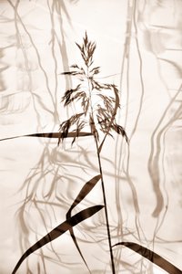 Flüsternde Schilfschatten