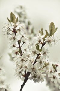 Weiße Frühlingsblüten