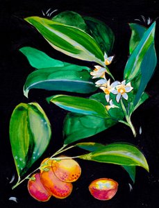 Orangenfrucht und Blüten von Christine Lindstrom