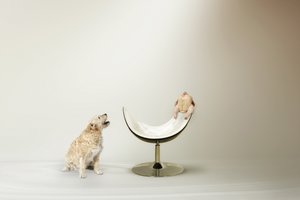 Hundes Hühnerdilemma