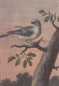 Vogel auf einem Ast von Christoph Ludwig Agricola