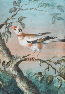 Ein Vogel auf einem Ast von Christoph Ludwig Agricola