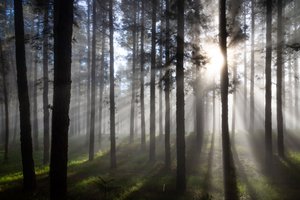 Nebliger Wald mit Sonnenstrahlen von Christoph Schaarschmidt