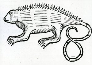 Leguan aus 