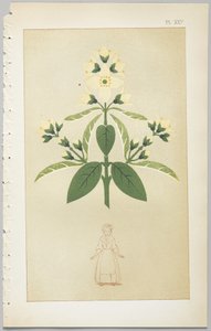 Die Kunst des dekorativen Designs: mit einem Anhang, der die Stunden des Tages angibt, zu denen Blumen öffnen, veröffentlicht von Day & Son, London, 1862