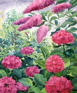 Gartenhortensien und Buddleia