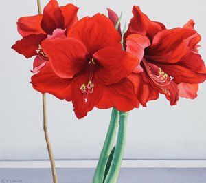 Rote Amaryllis