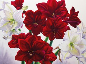 Rote und weiße Amaryllis, 2008 von Christopher Ryland