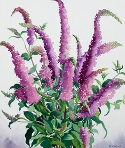 Wilde Buddleia von Christopher Ryland