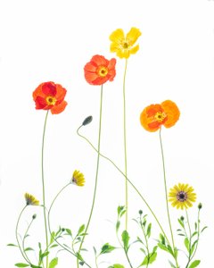 Fröhliche Mohnblumen und Gänseblümchen