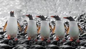 Fünf neugierige Pinguine von Chuanxu Ren