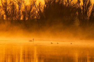 Goldene Stunde Schwanenfamilie von Chuanxu Ren