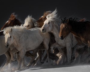 Wilde Pferde im Galopp