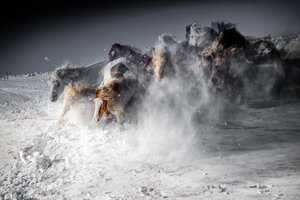 Winterpferde-Stampede