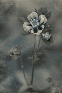  von Cicek Kiral