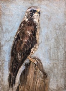 Majestätischer Falke auf Zweig