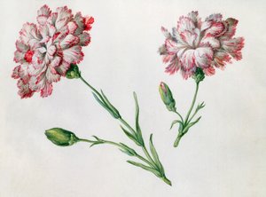 Nelken von Claude Aubriet