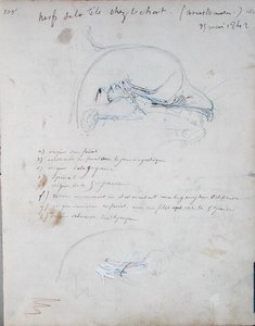 Nervensystem im Kopf einer Katze, Mai 1842 von Claude Bernard