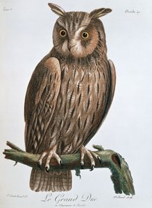 Der Uhu, 1799-1808