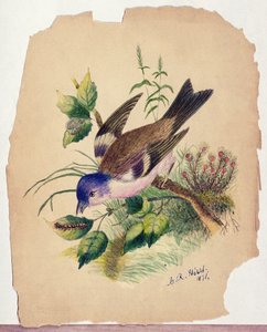 Blaues Vögelchen auf einem Ast von Claude Raguet Hirst