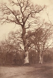Studie von Bäumen, Bois de Boulogne