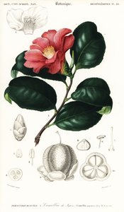 Japanische Kamelie, Camellia japonica (Kupferstich) von Conrad Johann Theodor Susemihl
