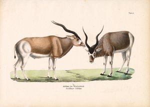 Addax-Antilope im Winterfell